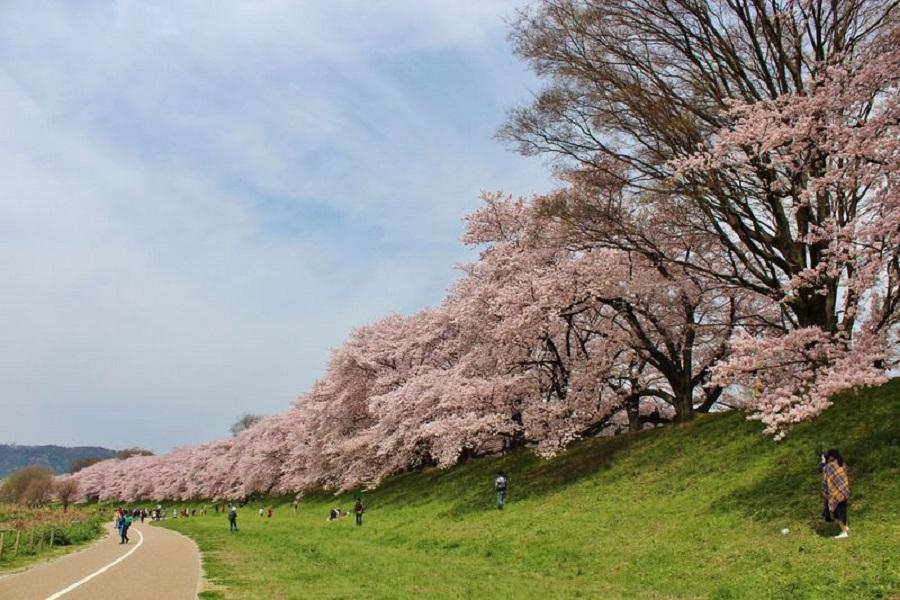 【櫻情邀約】人氣櫻.淀川.奈良.京都嵐山.清水.平安神宮.大阪環球5日