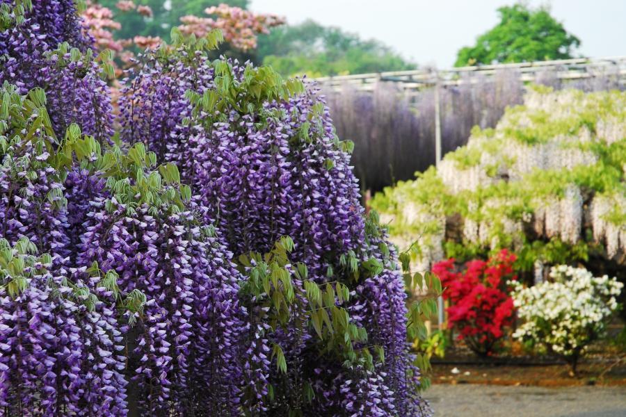 【春遊紫藤花】富士芝櫻、東京鐵塔、大涌谷火山、萌木の村、螃蟹、溫泉5日