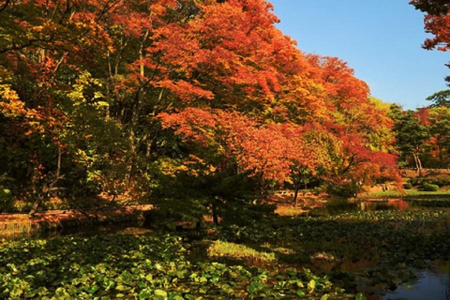 能登假期【東北紅葉秘境】奧入瀨溪、白神山地、抱返溪谷、男鹿生鬼體驗5日