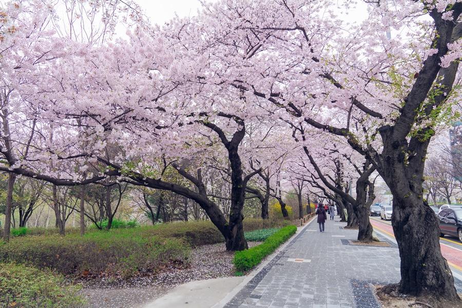 【首爾櫻花戀】二晚市區.汝矣島櫻花大道.愛寶樂園花海.單軌列車5日