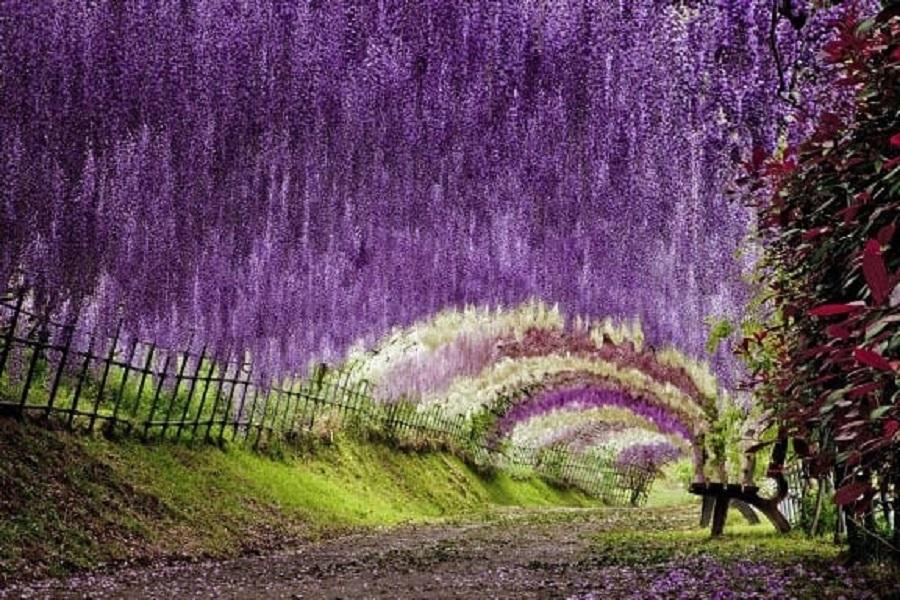 九州藤花季 河內藤園 熊野神社 九重花公園 別府纜車 湯布院5日 國外團體旅遊 東南旅遊網