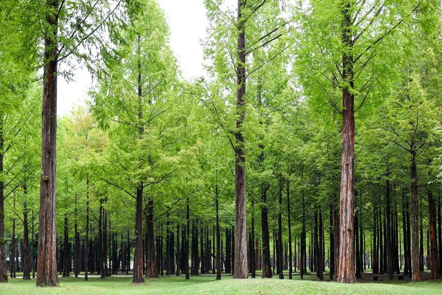 【花見韓國】樂天世界、鐵道自行車、南怡島遊船、北村韓屋村、現代百貨5日