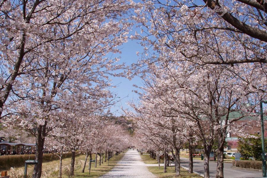 高松廣島★櫻花庭園‧宮島船說‧龍馬古湯５日