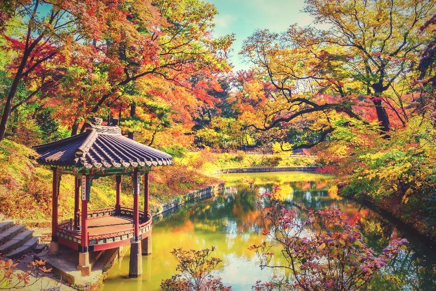 韓楓魅力~龍門寺銀杏、酒莊、樂天水族館、室內溜冰、晨靜樹木園6日