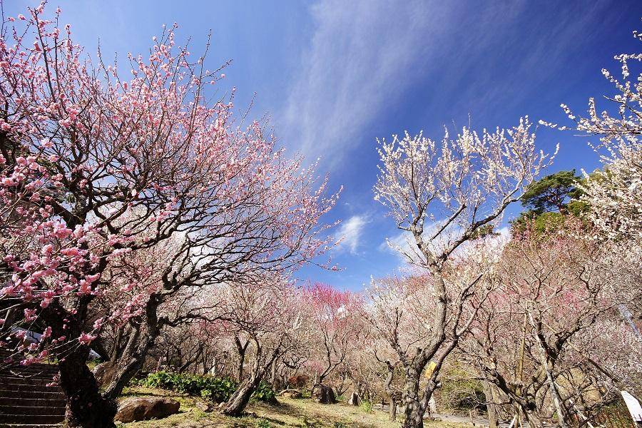 【伊豆秋細語】紅葉祭、梅園、修善寺、橫濱纜車、大室山、吃螃蟹、溫泉五日