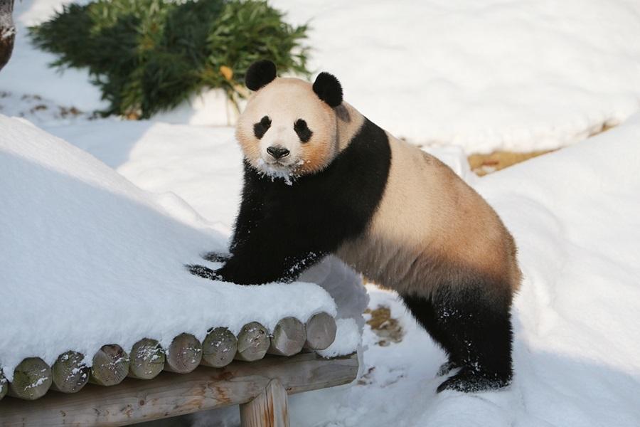 升等五花～冬雪魅力滑雪、愛寶、明洞、廚師秀、葡萄派DIY、汗蒸幕6日