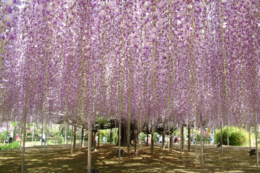 藤花之戀★市貝芝櫻．日光東照宮．那須高原．東京５日