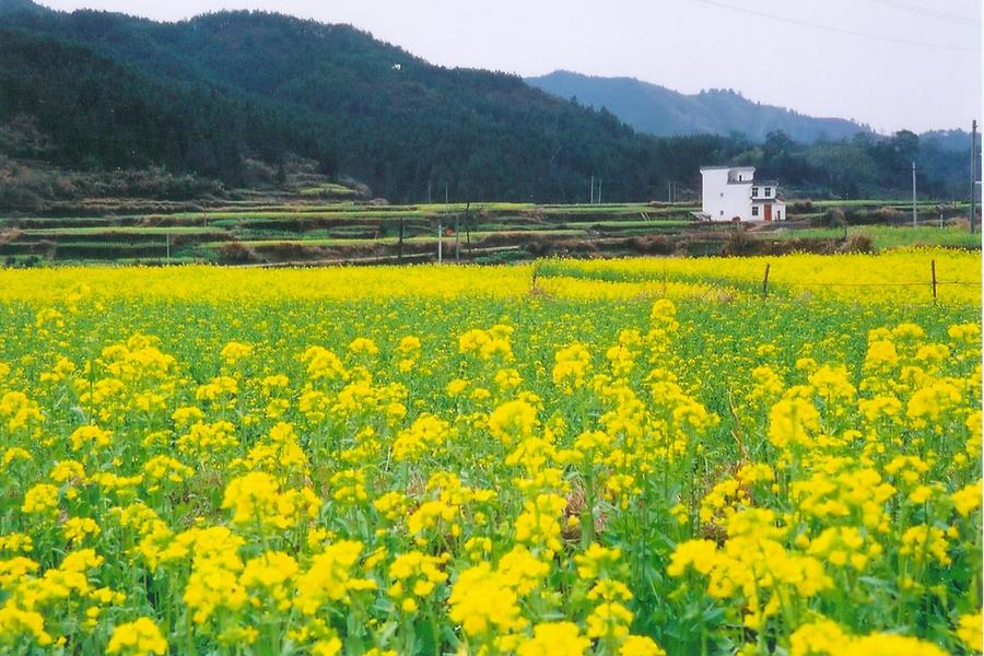 【賞花趣】最美千島湖．畫裡宏村．烏鎮水鄉．婺源油菜花六日（無購物）