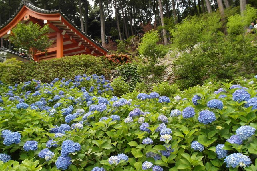 【紫陽花開】大阪近江八幡.三室戶繡球花.宇治遊船.京都伏見.清水寺5日