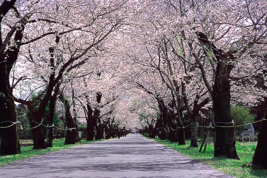 花見玉手箱★薩摩篤姬‧鐵道風情‧砂浴瀑布5日