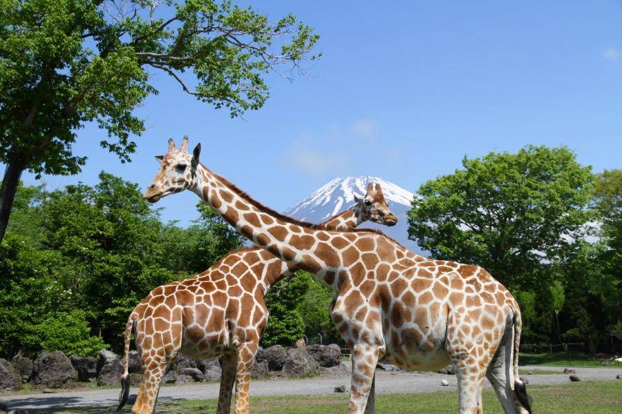 【東京童話書】迪士尼、動物園、採果、空中展望、麗莎卡斯柏、螃蟹溫泉5日