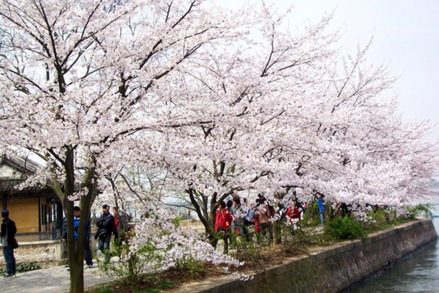 【賞花趣】江南、月河古鎮、夢幻東方雜技秀五日【無購物＋升等銆爾曼酒店二晚】