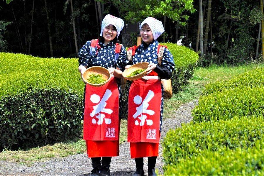 【東京花香】繡球花、伊豆茶娘、大室山、小野川、鎌倉小町、螃蟹、溫泉5日