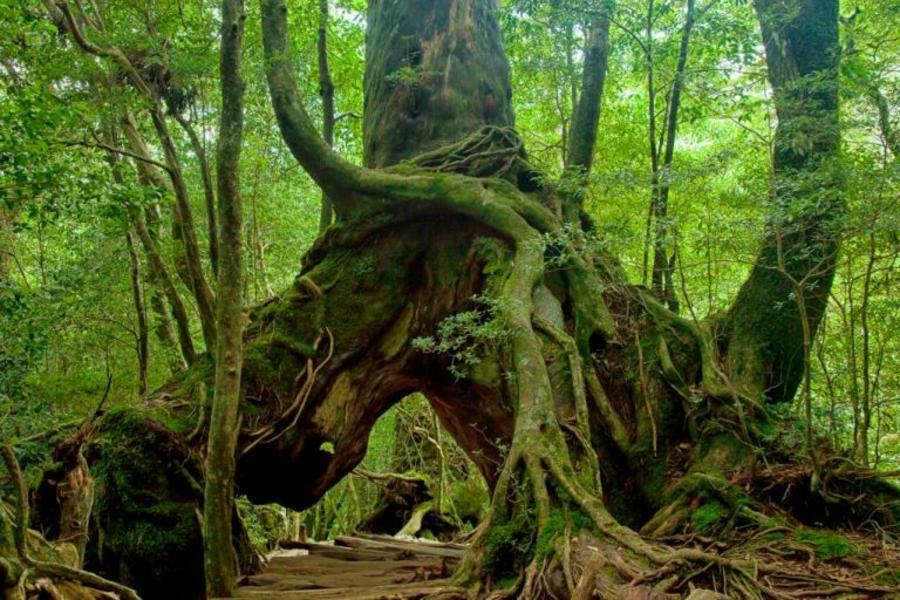 自然屋久島★千年衫道‧高空探險‧砂浴庭園5日