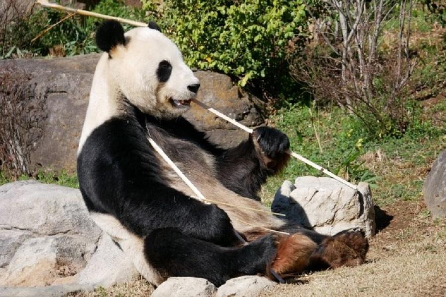 【幸福東京】迪士尼、上野動物園、涮涮鍋放題、海盜船、溫泉五日