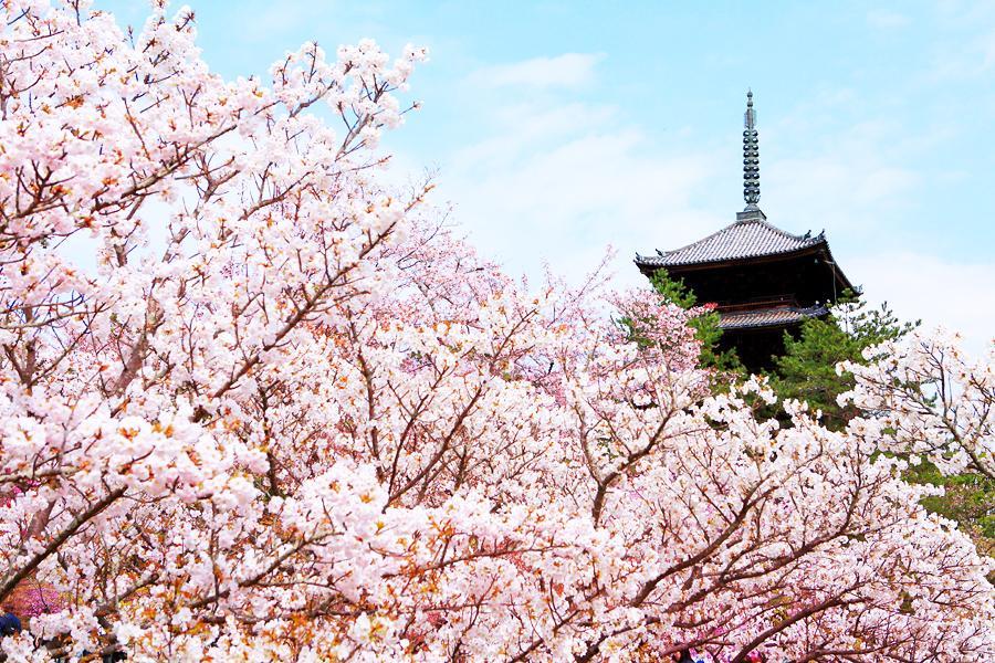 【關西尋花趣】大阪造幣局姬路有馬神戶京都嵐山仁和寺.MIHO美術館5日