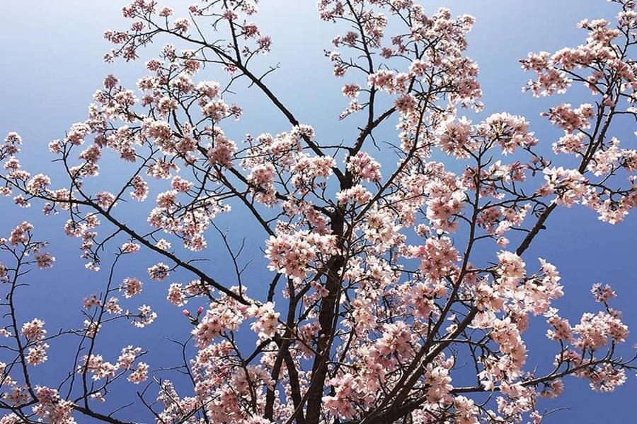 【不進人蔘土產】玩美趣韓國~炸雞吃到飽、樂高、平康樹木園、樂天世界5日
