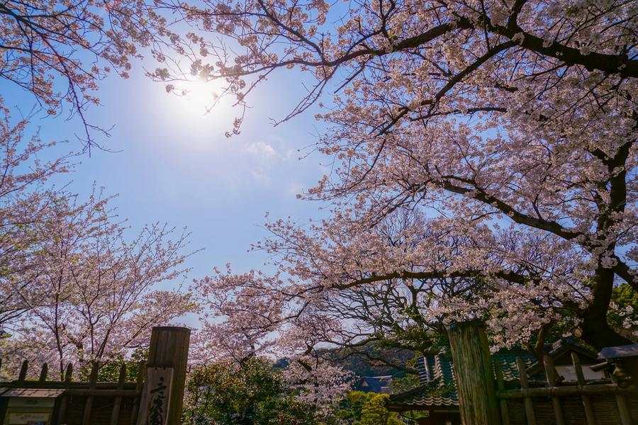 【伊豆花森情】大室山、浪漫列車、三島吊橋、海盜船、櫻之里、御苑五日