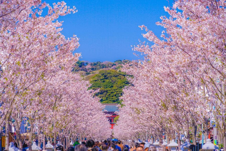 【伊豆花森情】大室山、浪漫列車、修善寺古街、櫻之里、新宿御苑、溫泉5日