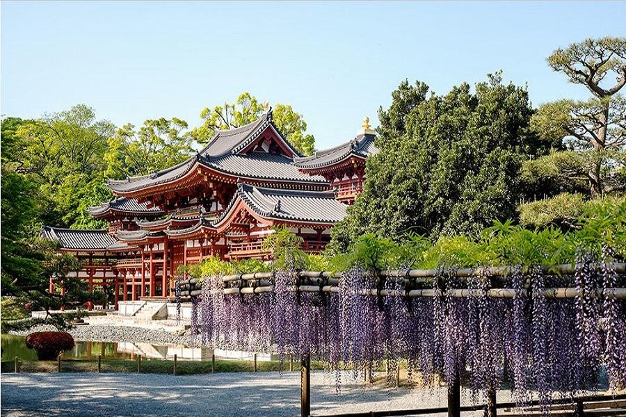 【立山紫藤】大阪.立山雪牆.兼六園上高地.飛驒.合掌村.平等院紫藤5日