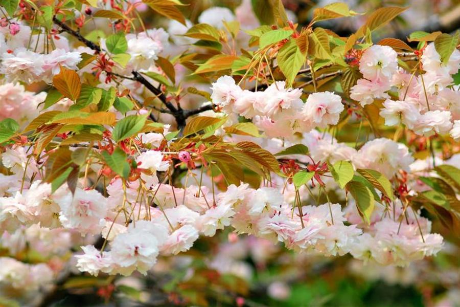 山東蓬萊傳奇、泰山文化遺產5日 【無購物．升等萬達嘉華酒店乙晚】