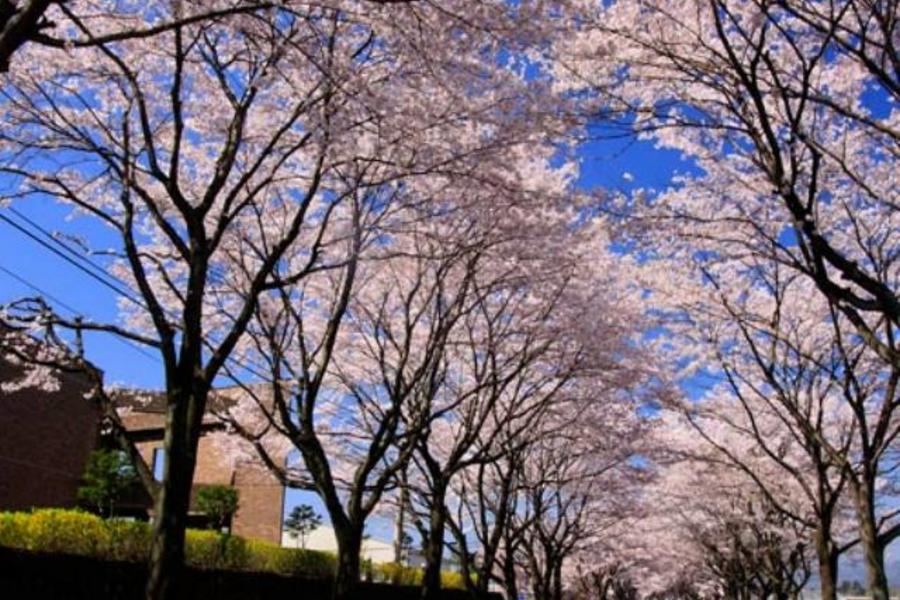 ★東仙櫻情★世界遺產．百選賞櫻．日本三景．登晴空塔．東京仙台五日