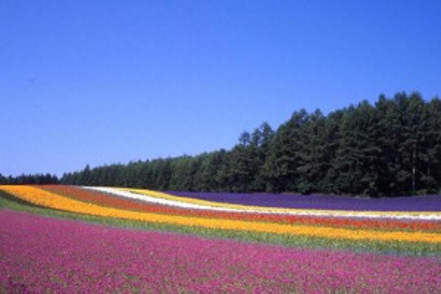 ＊超值北海道＊璀璨函館‧夏豔富良野‧小樽尼克斯.螃蟹放題5日（千歲千歲）