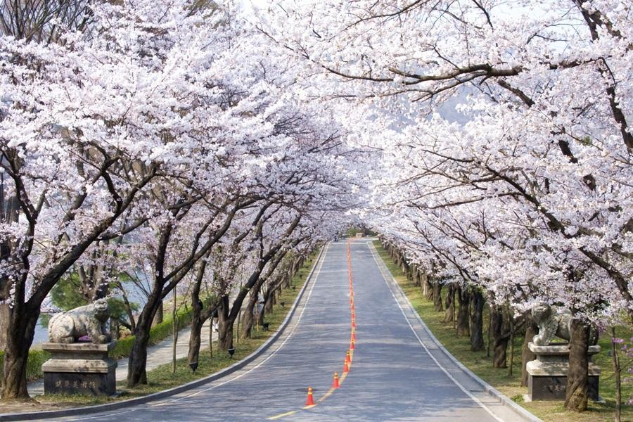 【哈韓美食饗宴】濟扶島海上纜車、愛寶樂園、威尼斯月亮船.星光庭園5日