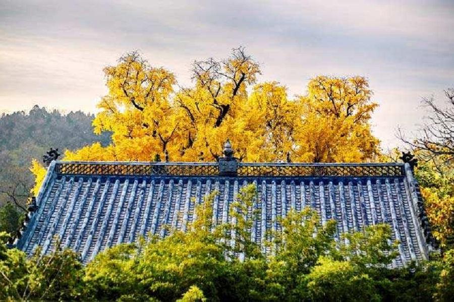 秋色山東黃河口紅海灘、千年銀杏樹8日【石鍋雙鮮宴、三晚國際5星酒店】