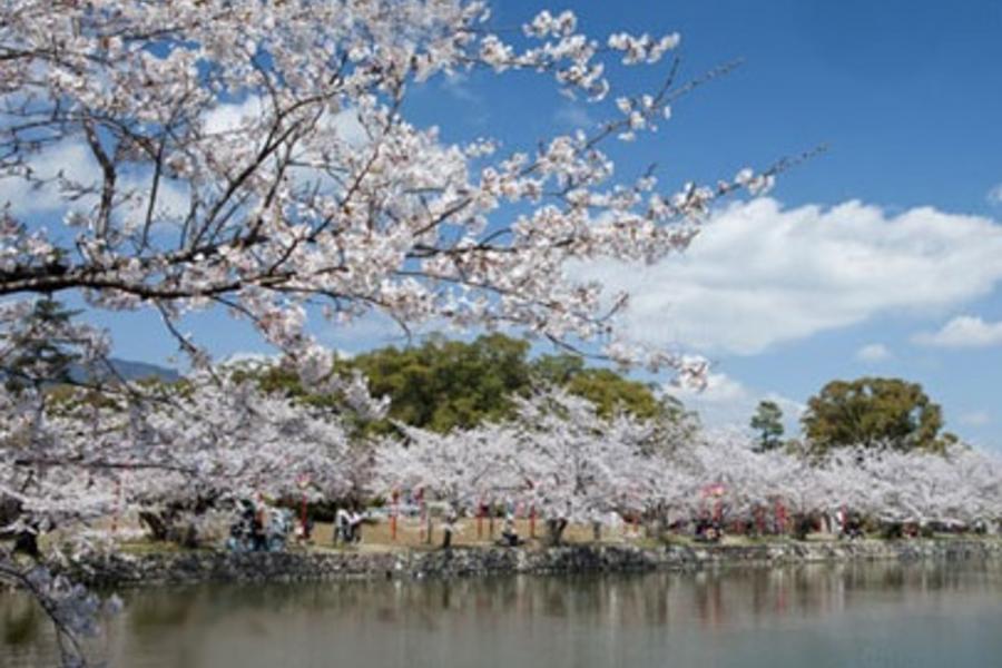 櫻之宇部★櫻花庭園‧百選櫻名所‧福岡購物4日(宇部包機)