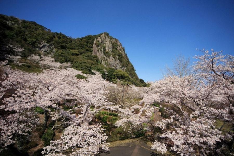 宇部賞櫻★百選櫻名所‧湯布院小鎮‧雙湯宿5日(宇部包機)