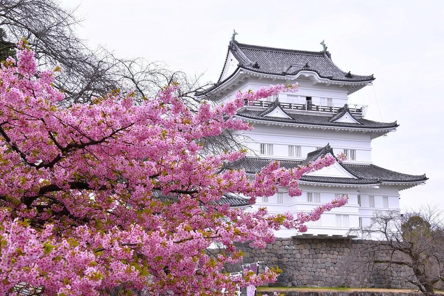 【東京花旅行】迪士尼、橫濱纜車、小石川、海盜船、新宿御苑、螃蟹溫泉5日