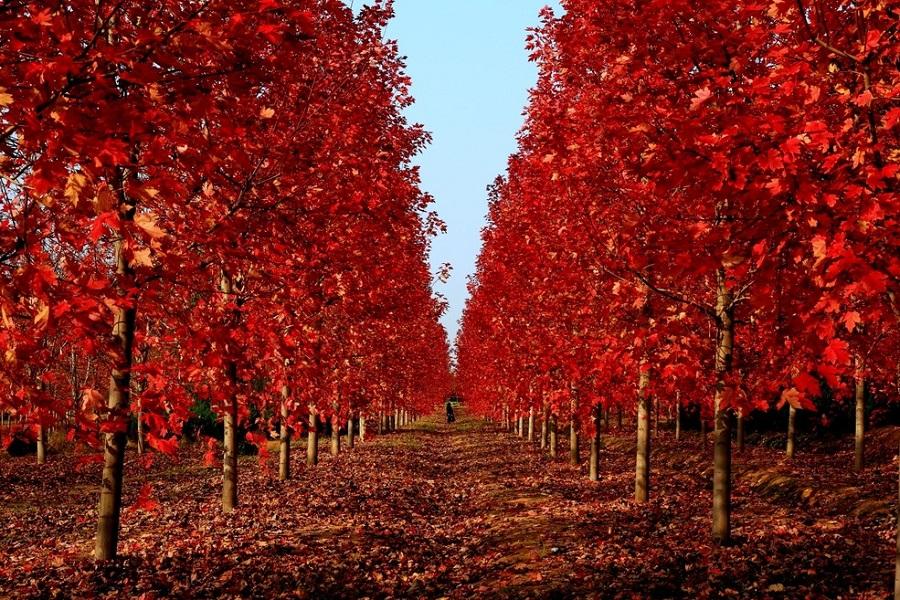 齊魯楓紅金色山東 雙世遺泰山 銀杏紅葉 孔子故里 溫泉品蟹8日 國外團體旅遊 東南旅遊網