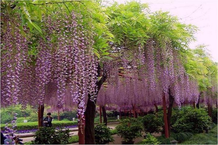 浪漫上海嘉定紫籐園雙古鎮4日【升等國際五星二晚酒店】