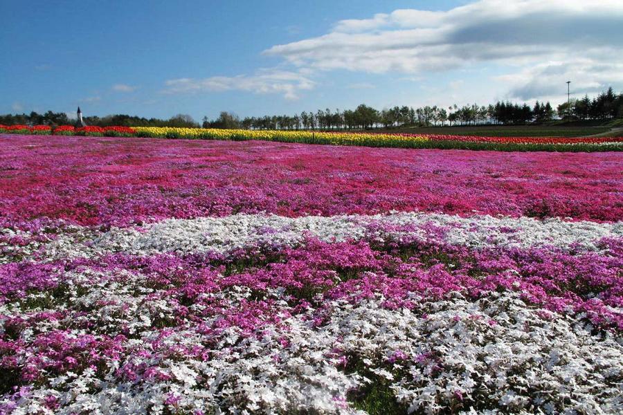 【能登假期】立山加賀屋樂活、牧歌花田茶藝、上高地兼六園6日（小松）