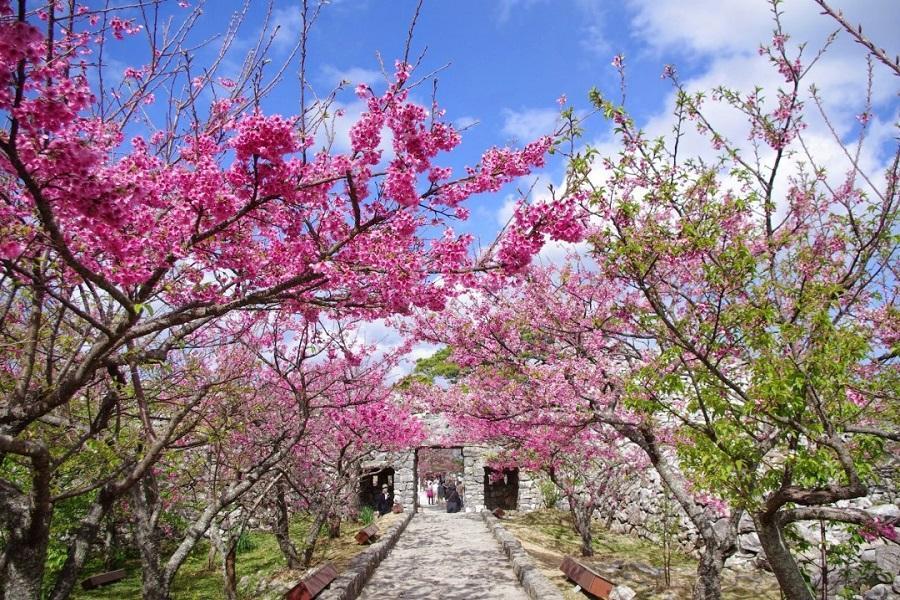 【花現沖繩】今歸仁城跡賞櫻、慶良間群島賞鯨、萬座毛、北谷町美國村四日遊