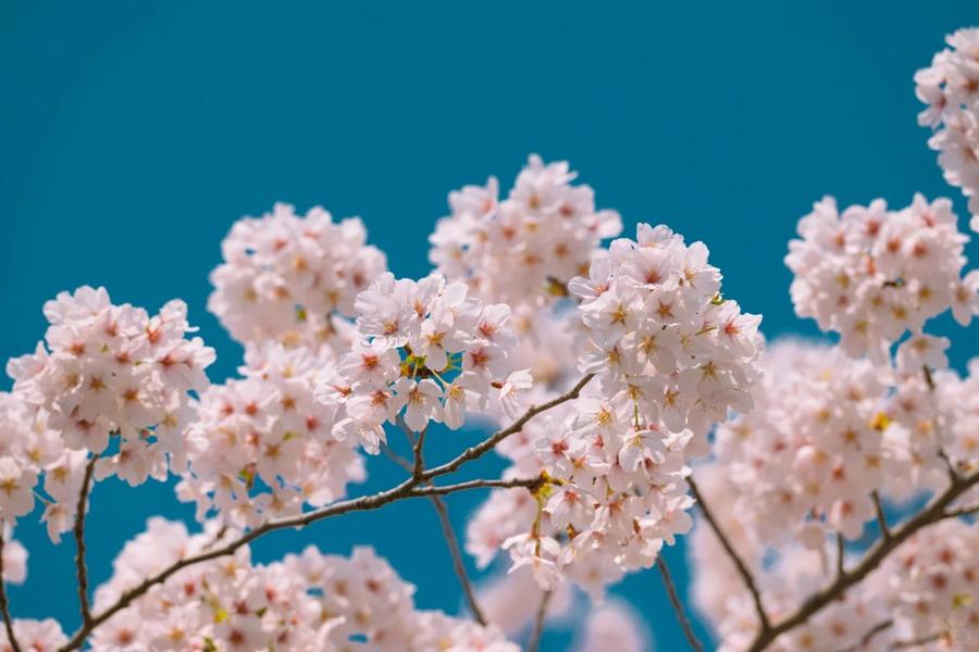 春和景明花滿山東、明水古城、海景摩天輪下午茶八日【青島美高梅酒店乙晚】