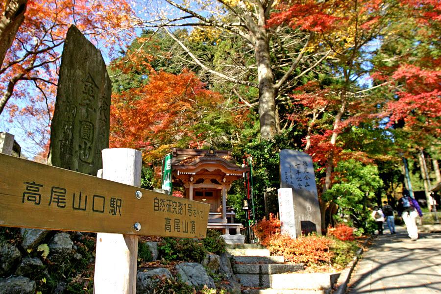 【紅葉童心遊】秋賞高尾山、河口湖紅葉、富士山、彩虹樂園、東京迪士尼5日