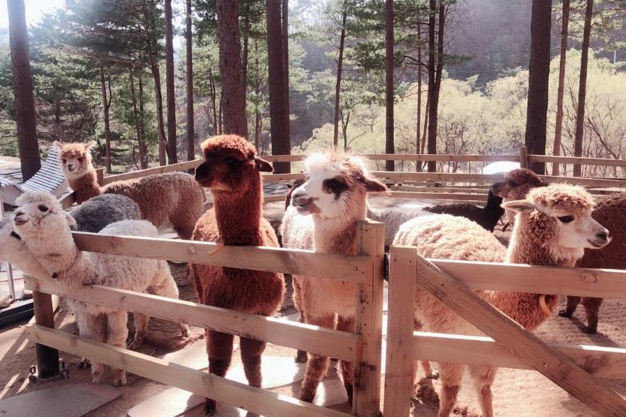 【迷你團】五星飯店、超萌草泥馬樂園、變裝遊古宮、平康樹木園、美食5日