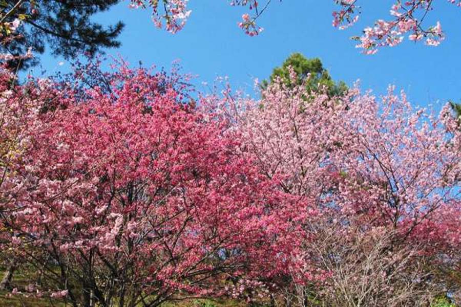 富靜玉露★百選姊妹館‧花見遊船工藝‧新穗高雪壁5日