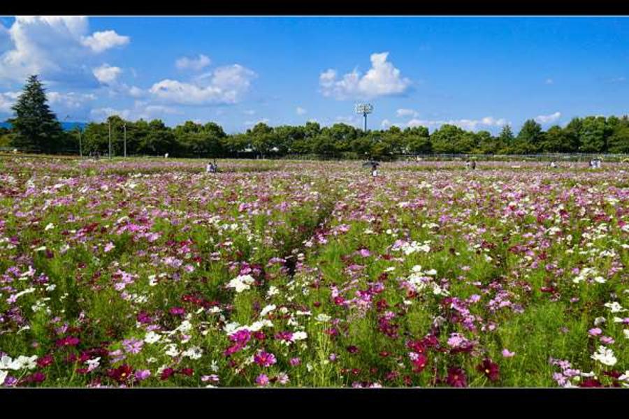 秋楓能登假期 北陸米其林 魅力昇龍道 雙城名花5日(能登包機)