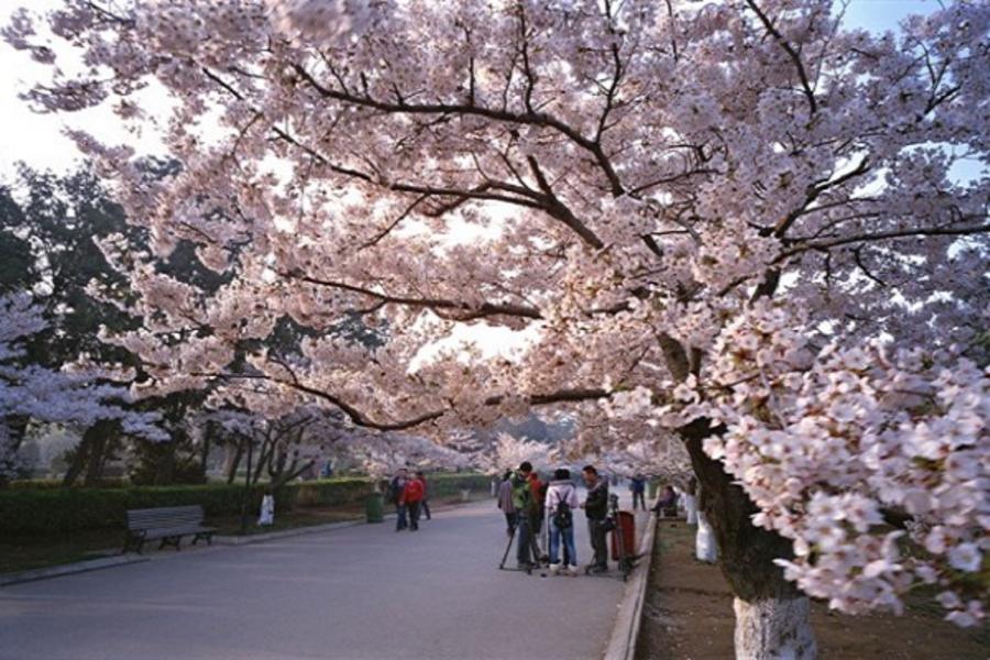 花漾山東、五嶽泰山、歐風青島櫻花六日【早去晚回、爐火盤烤海鮮鍋及鮑魚】