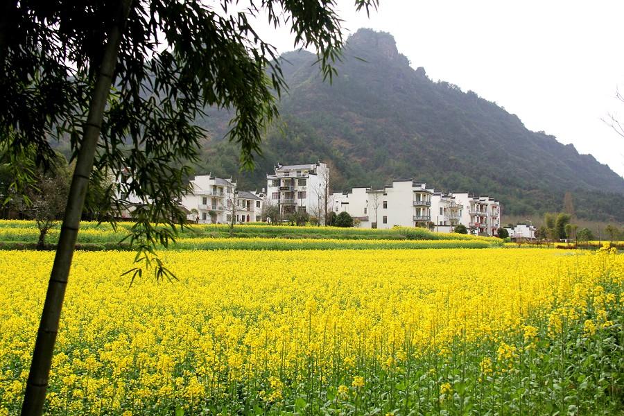 花漾黃山、宏村雙遺產、太平湖油菜花七日【前後山二晚、升等國際五星酒店乙晚】