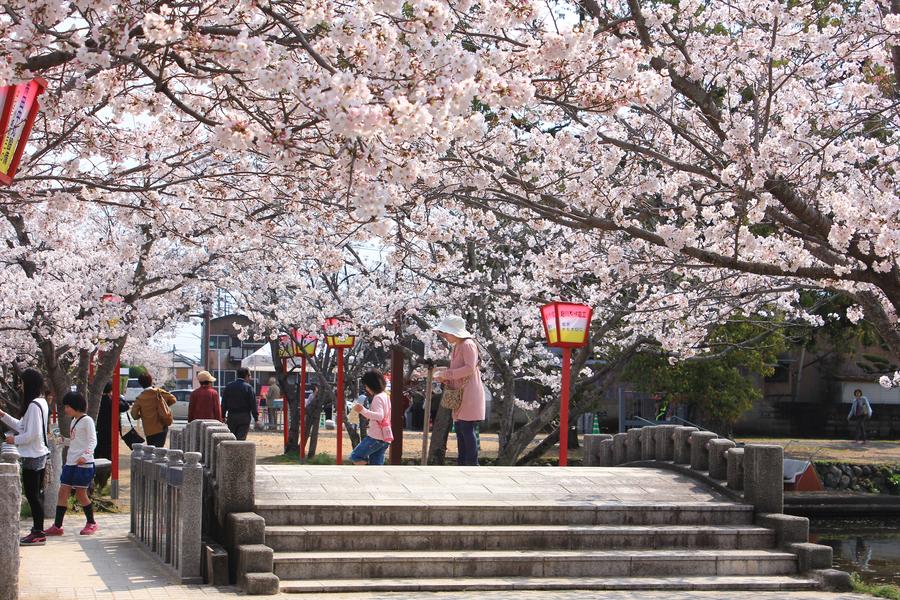 【九州櫻木花道】虹之松原、舞鶴公園、扁舟遊船、鶴見岳纜、湯布院散策6日