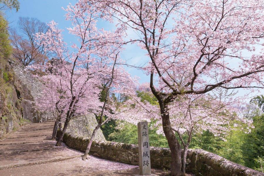 【九州櫻木花道】虹之松原、舞鶴公園、扁舟遊船、鶴見岳纜、湯布院散策6日