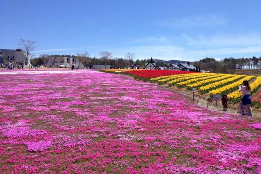 立山黑部 牧場小火車 名花之里樂購 纜車名園賞6日 大阪 國外團體旅遊 東南旅遊網