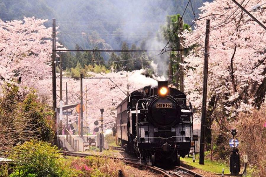 【靜岡鐵之旅．櫻花篇】大井川鐵道、駿河灣渡輪、櫻花之里、靜岡東京5日