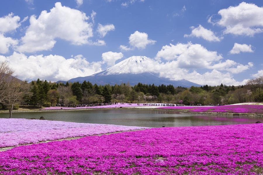 【立山春景】芝櫻、上高地祕境、合掌村、敘敘苑、飛驒點心、古街溫泉5日