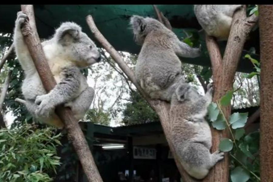 【澳洲玩家】 雪梨 藍山 雪梨塔 塔隆加動物園 蔓利海灘 港灣遊船 7天(送雪梨夜景遊)CI