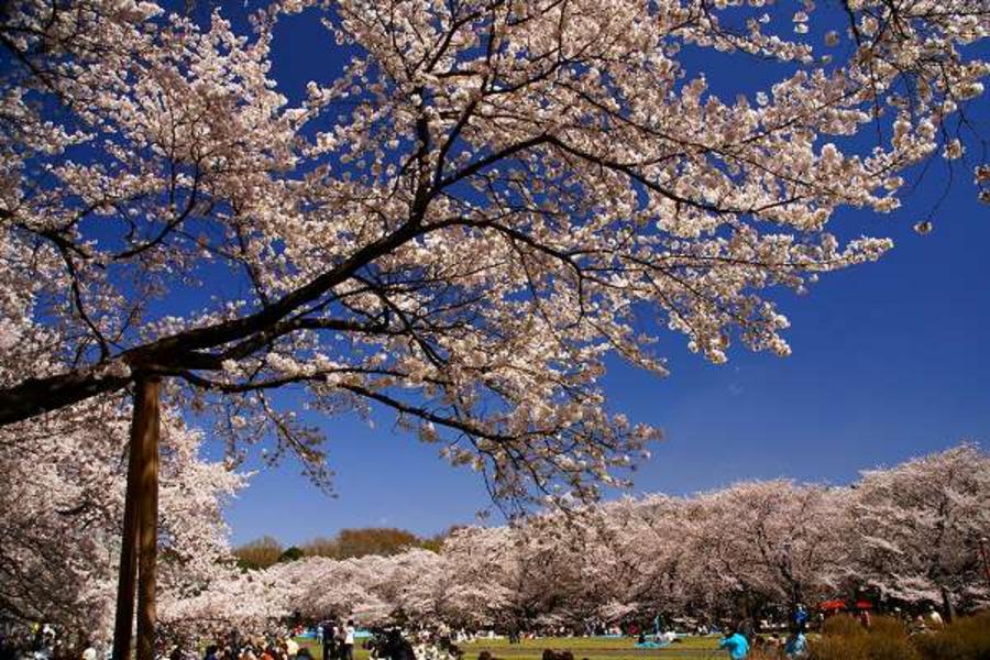 奧琵琶湖★合掌村名城園‧戀人聖地樂購‧星光櫻花見船5日(小松)